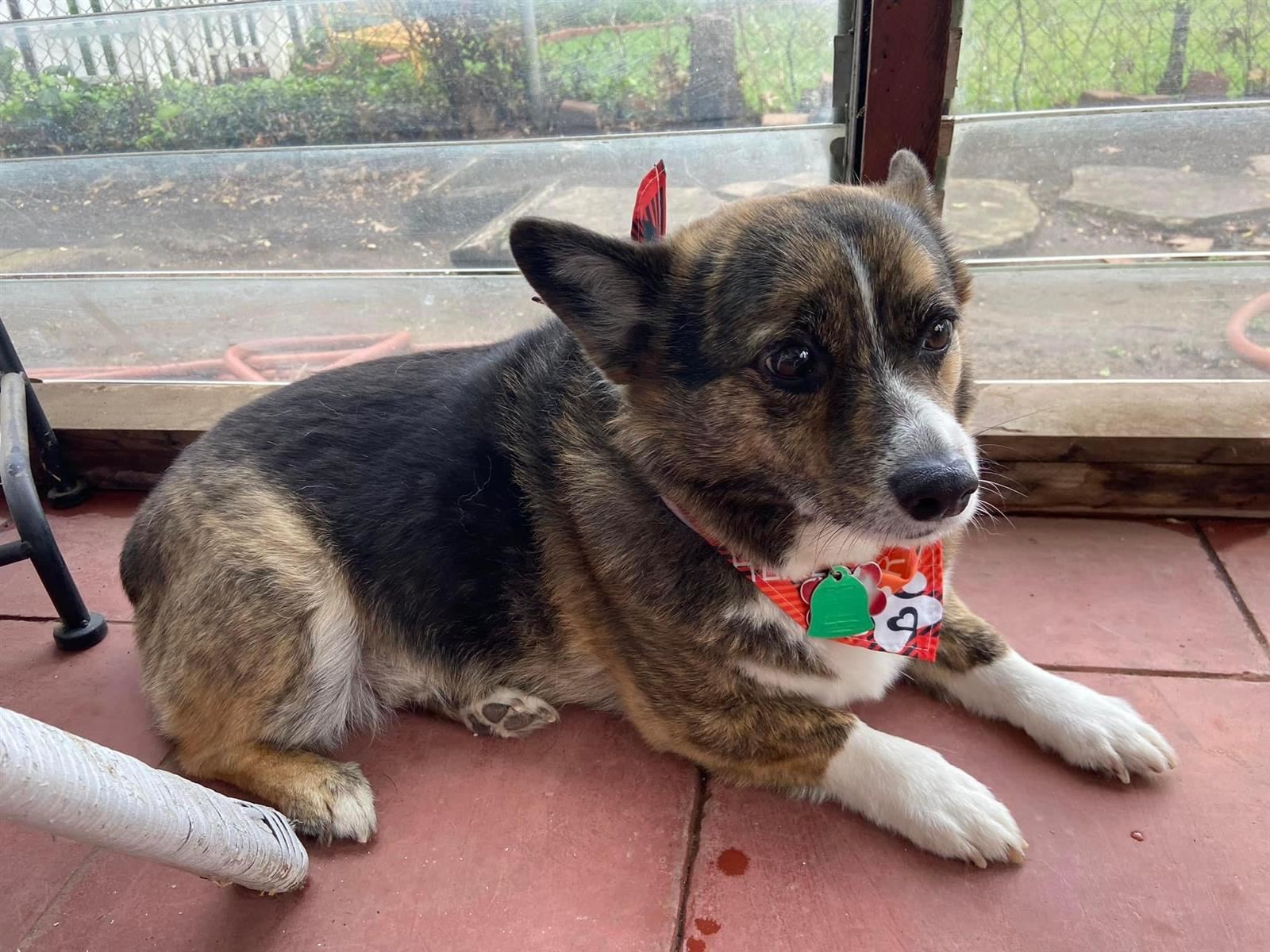 Duke (my husband's dog)